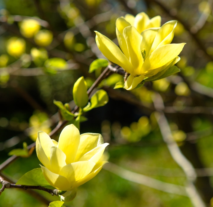 butterfly magnolia tree