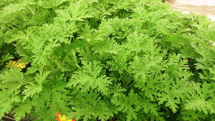 buy citronella plants today