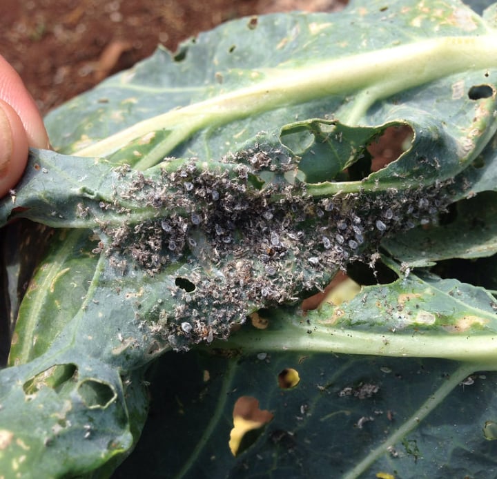 cabbage aphids on brussel sprout plant leaves
