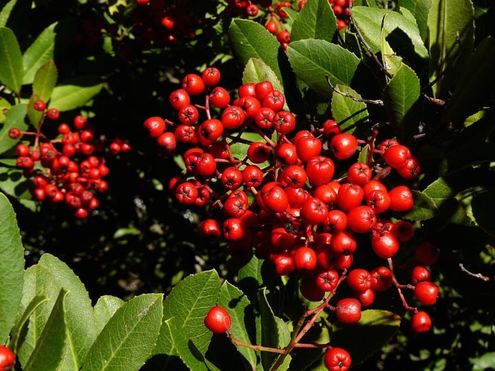 california holly shade loving shrubs