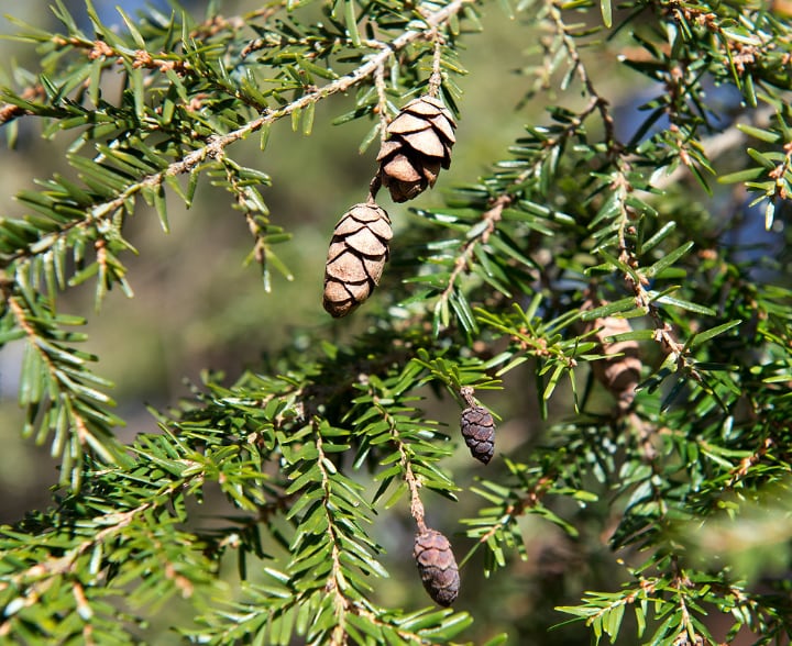 canadian hemlock shade loving shrubs