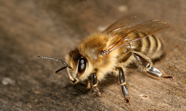 carniolan grey honey bee apis mellifera carnica