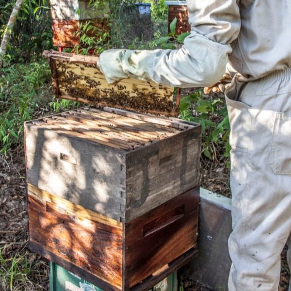 checking on bees