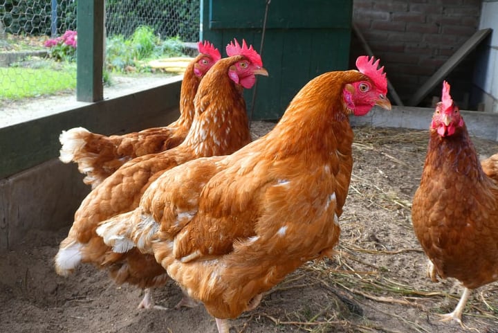 chicken coop with deep litter system