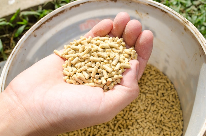 chicken feed pellets