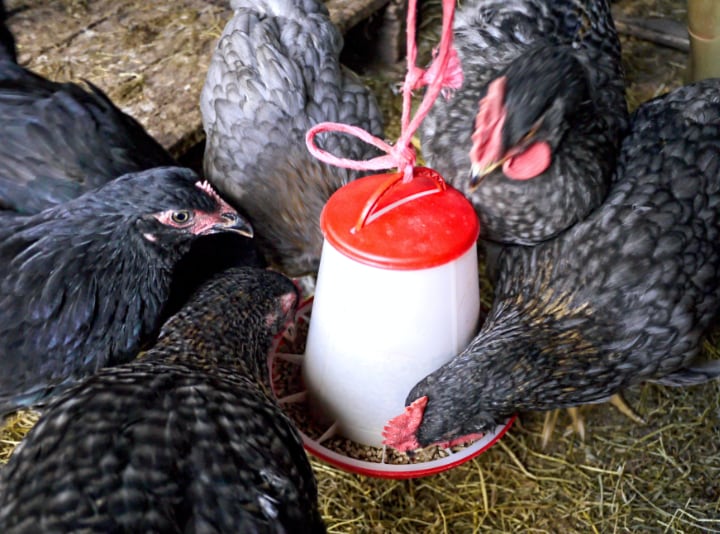 chicken grower feed