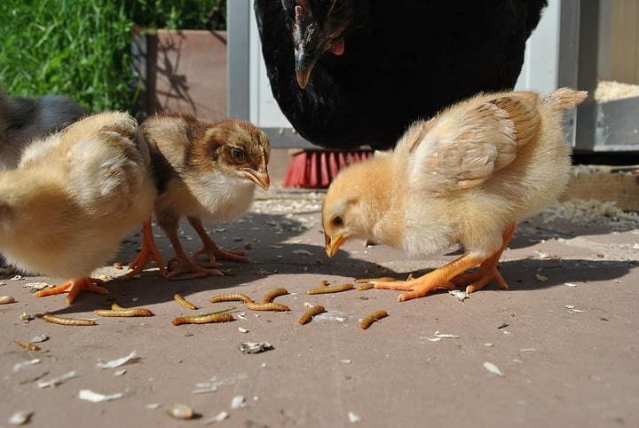 chickens eating mealworms