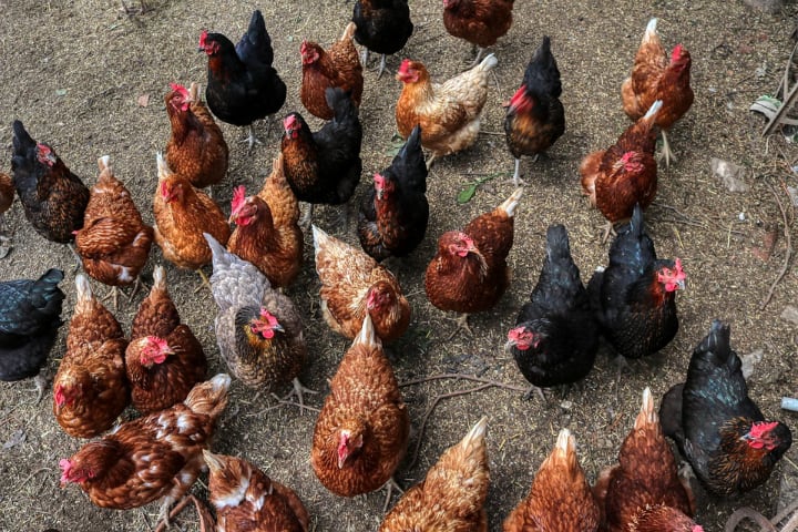 chickens waiting for food in the coop