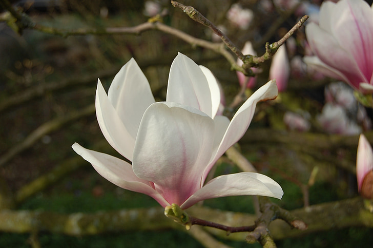 chinese magnolia tree