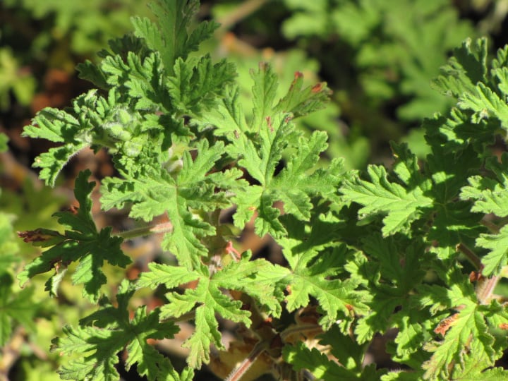 citonella plant in full sunshine