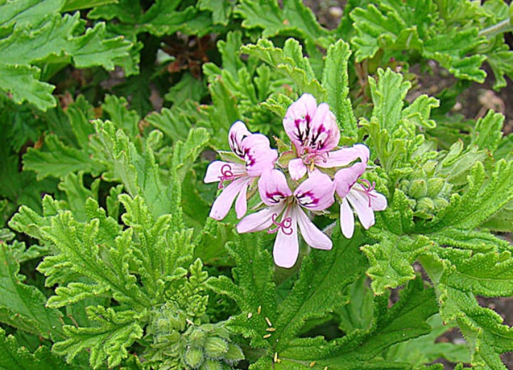 citronella plant blooms