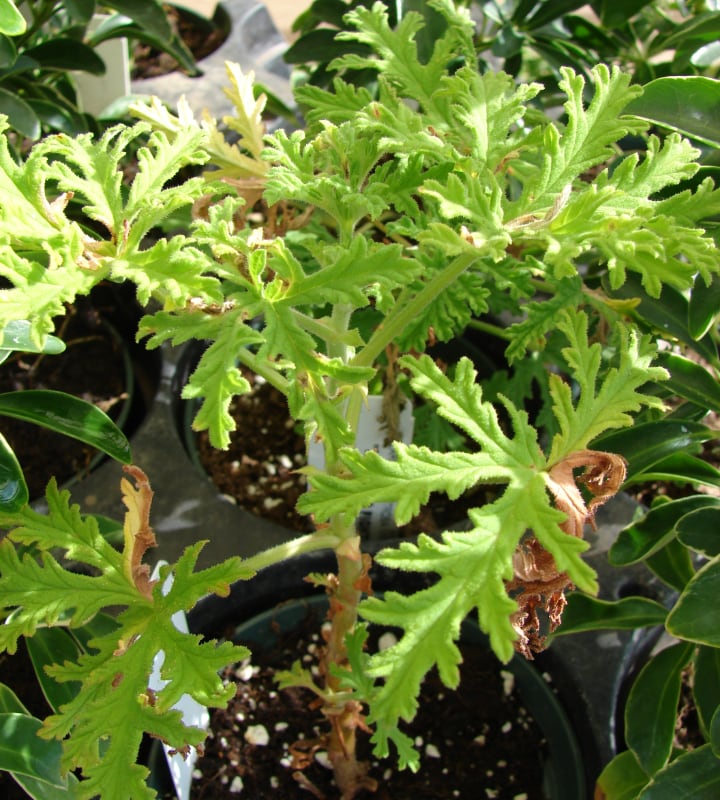 citronella plant care