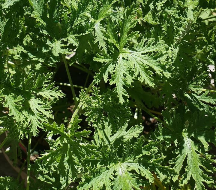 citronella plant in direct sunlight