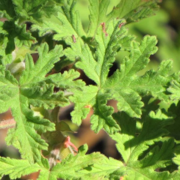 citronella plant leaves under the sun