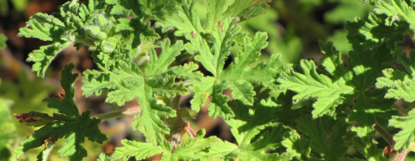 Citronella Plant Easy Guide How to Grow the Mosquito Plant