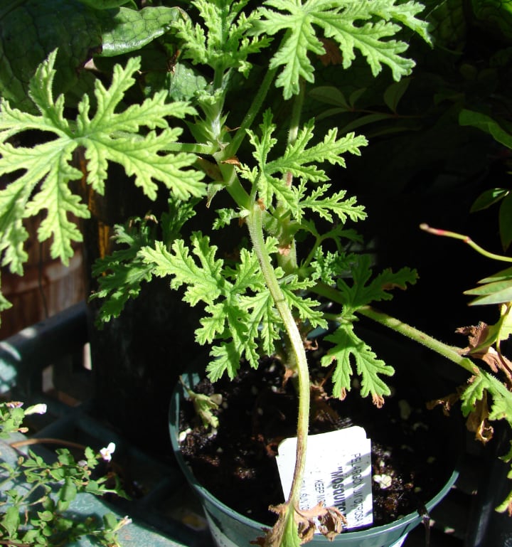 citronella plant n the patio