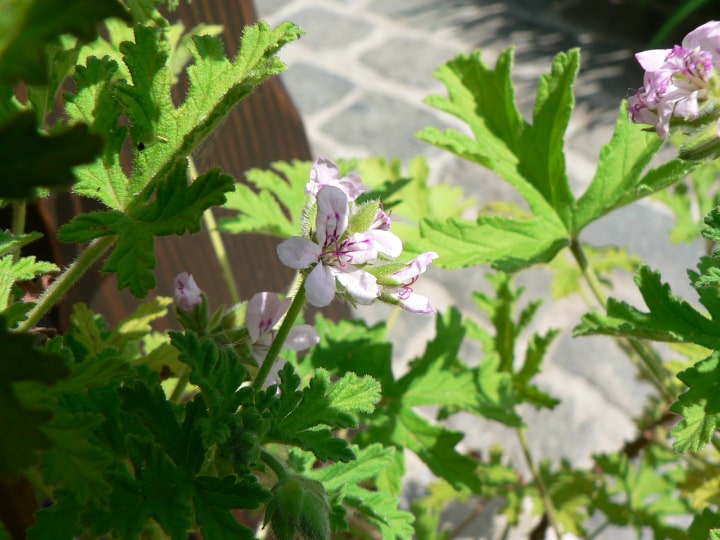 citronella plant outside on the porch