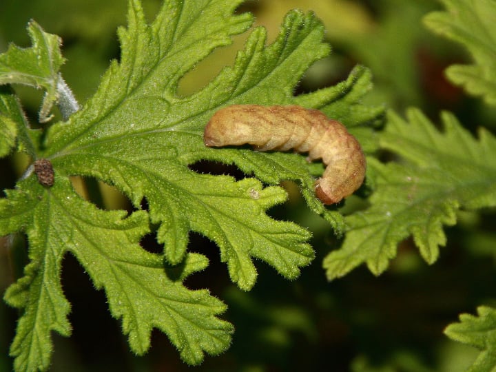 citronella plant pest