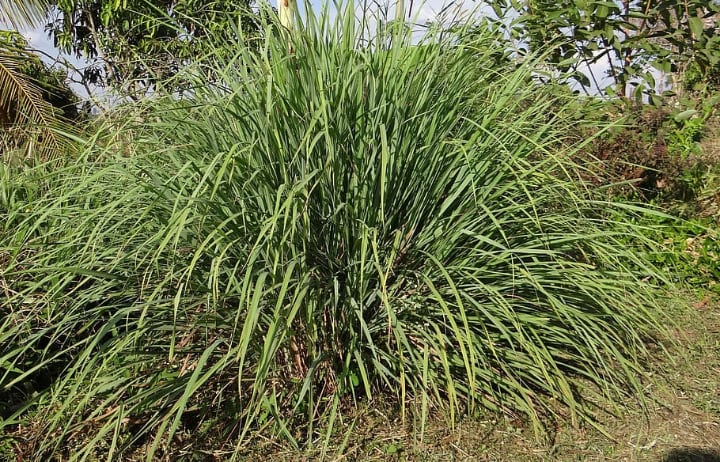 citronella plant