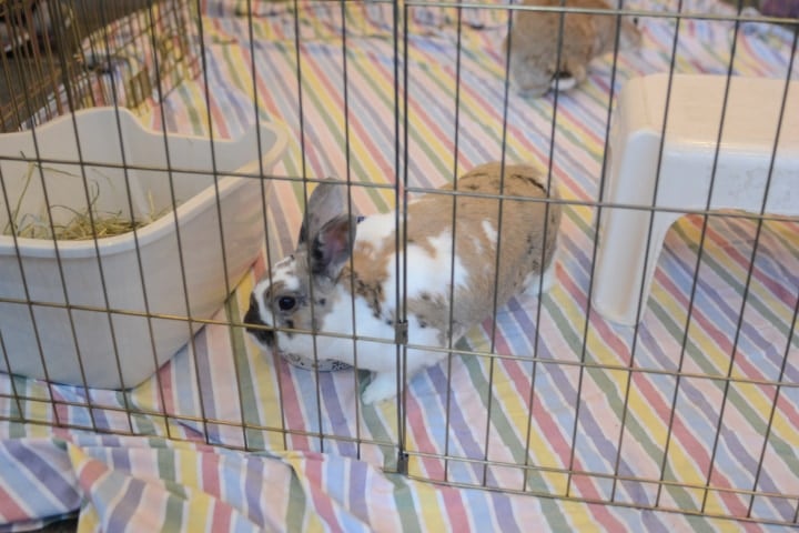 clean rabbit cage