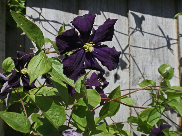 clematis climbing shade plant