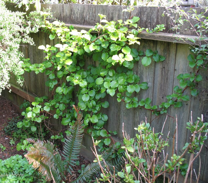 climbing shade plant hydrangea anomala petiolaris