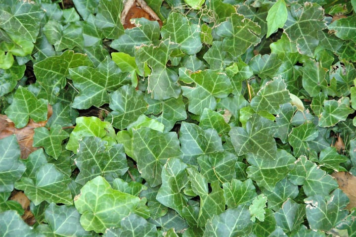 climbing shade plant ivy