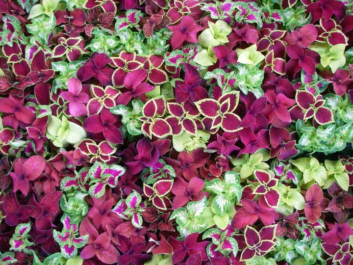 coleus indoor shade plants