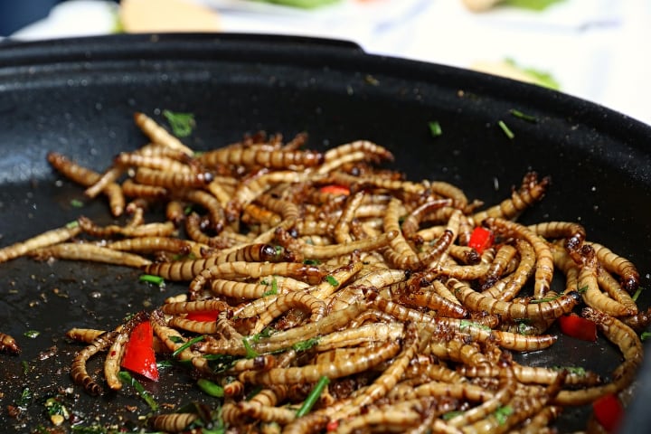 cooked mealworms