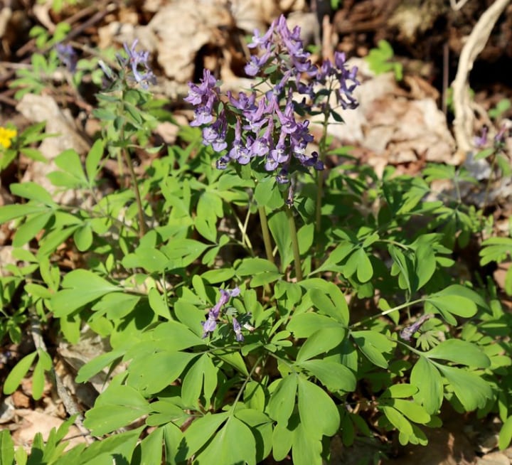 corydalis shade perennial plant