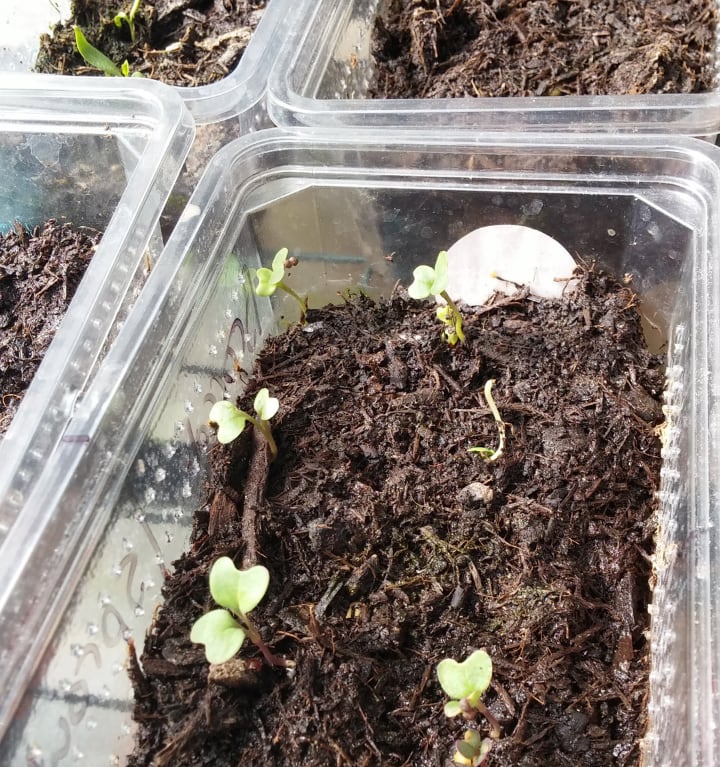 covered broccoli microgreen seeds