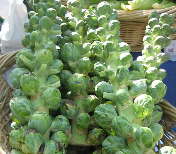 cryptus brussel sprouts