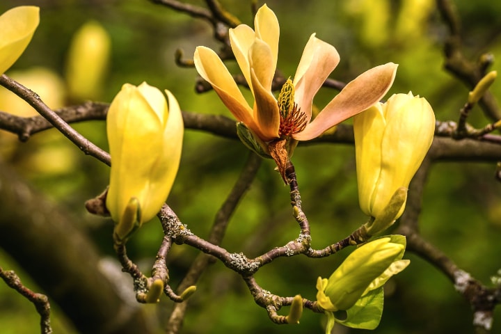 cucumber magnolia tree flower