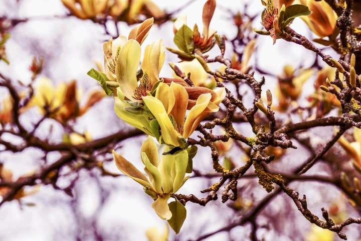 cucumber tree magnolia