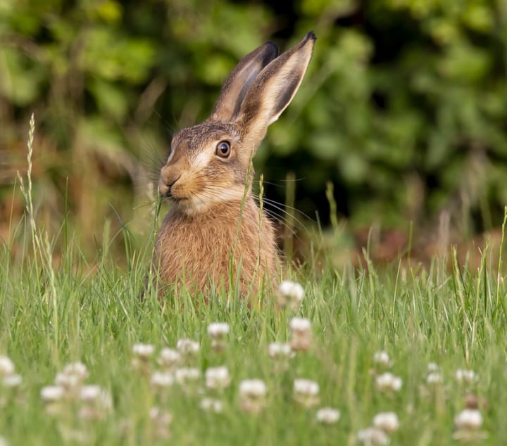 cute rabbit on the grass
