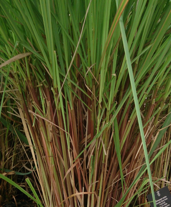 cymbopogon nardus or citronella grass