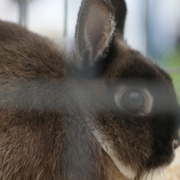 dark brown rabbit in a cage
