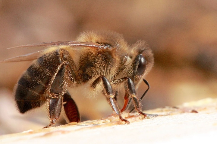 dark german honey bee apis mellifera mellifera