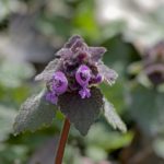 deadnettle in shade