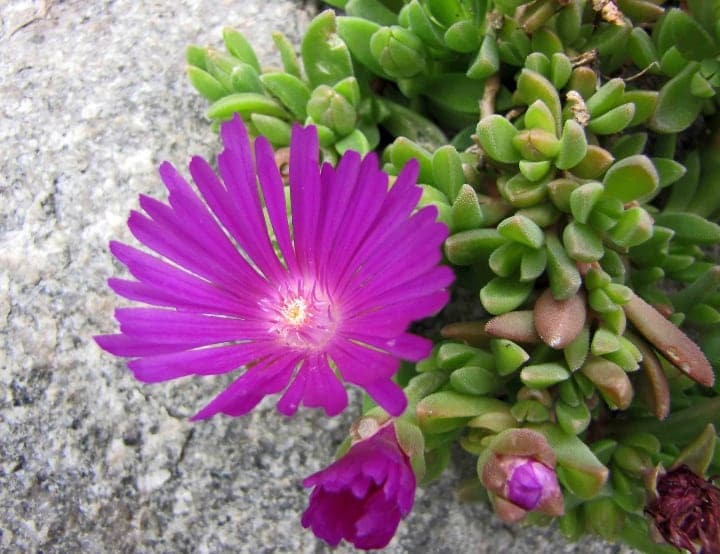 delosperma cooperi rock garden plant