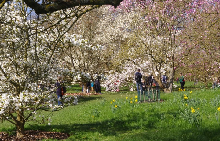 different types of magnolia trees