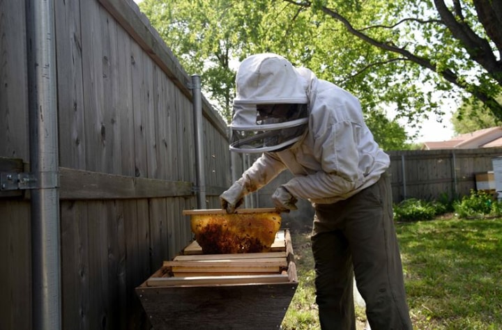 dividing bee colonies