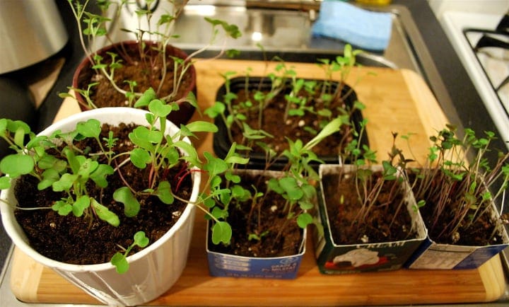 diy microgreen tray