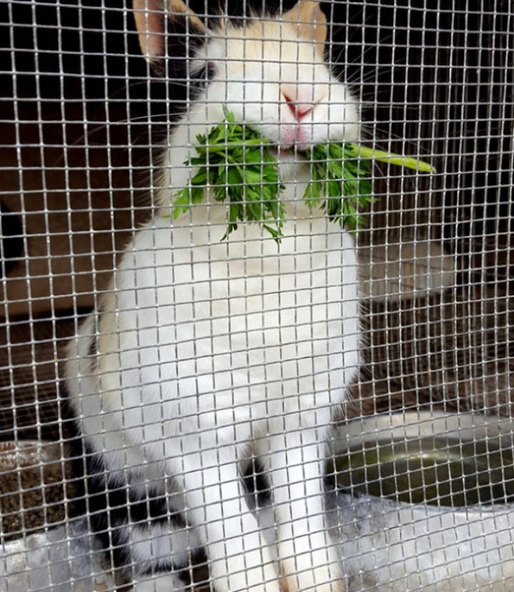 diy wire mesh rabbit cage