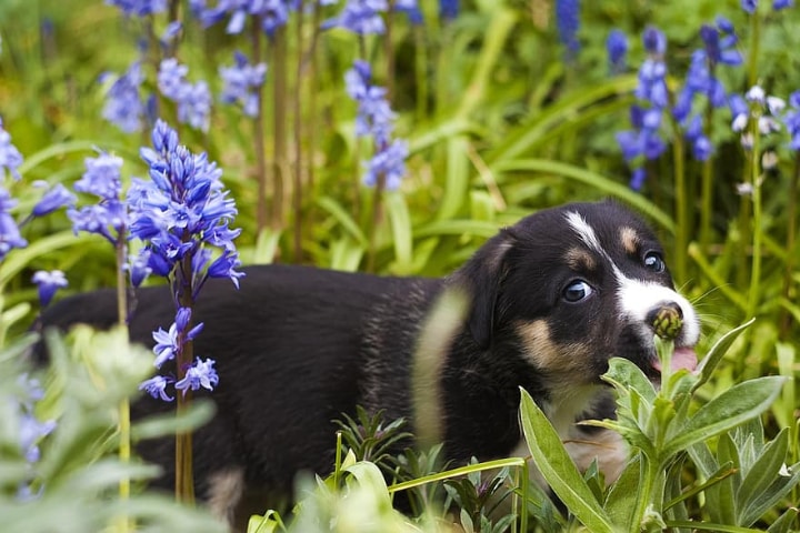 dog in the garden