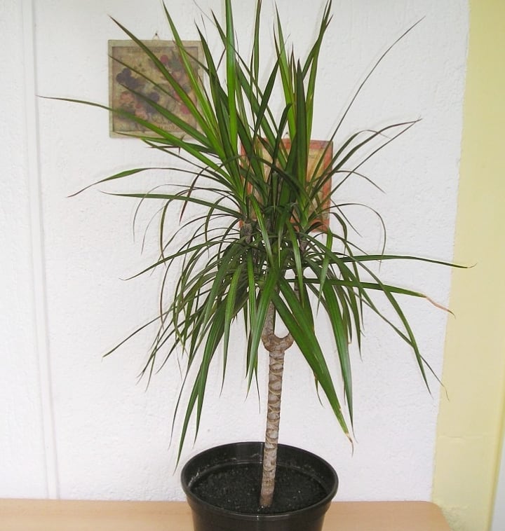 dragon tree low light indoor shade tree