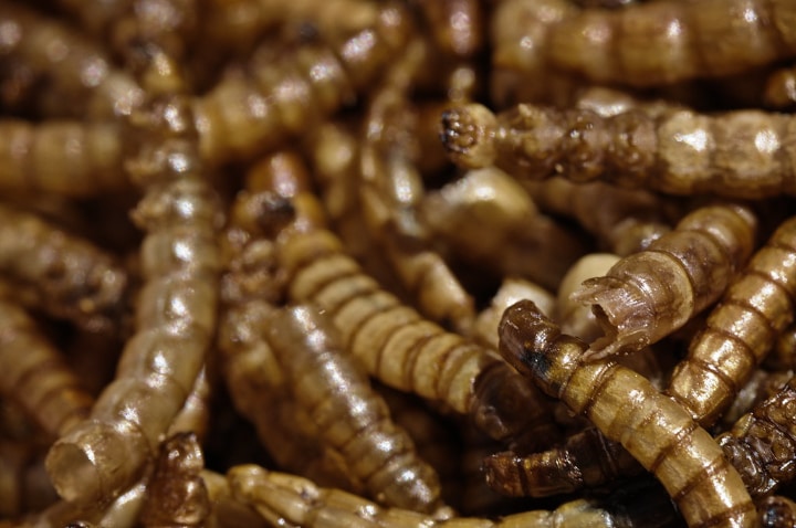 dried mealworms