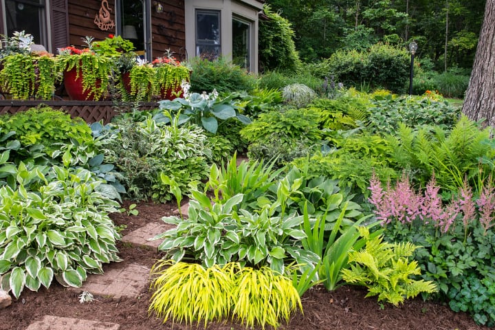 dry shade plants