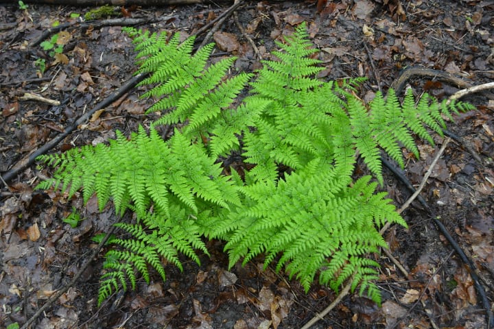 dryopteris dilatata dry shade plants