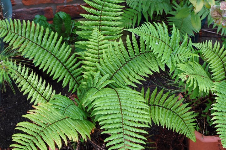 dryopteris wallichiana full shade plant